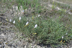 Astragalus ucrainicus