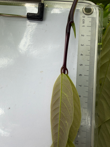 Saraca cauliflora, photograph 5