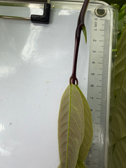 Saraca cauliflora, photograph (c) Adam Kamal, some rights reserved (CC BY)