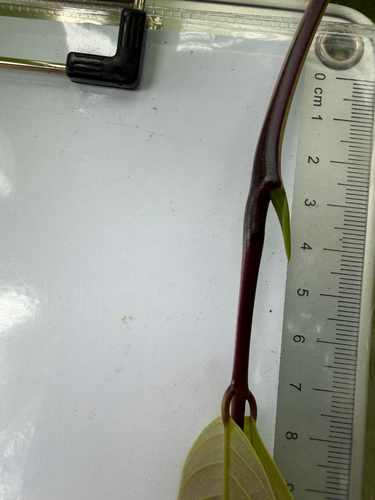 Saraca cauliflora, photograph 4