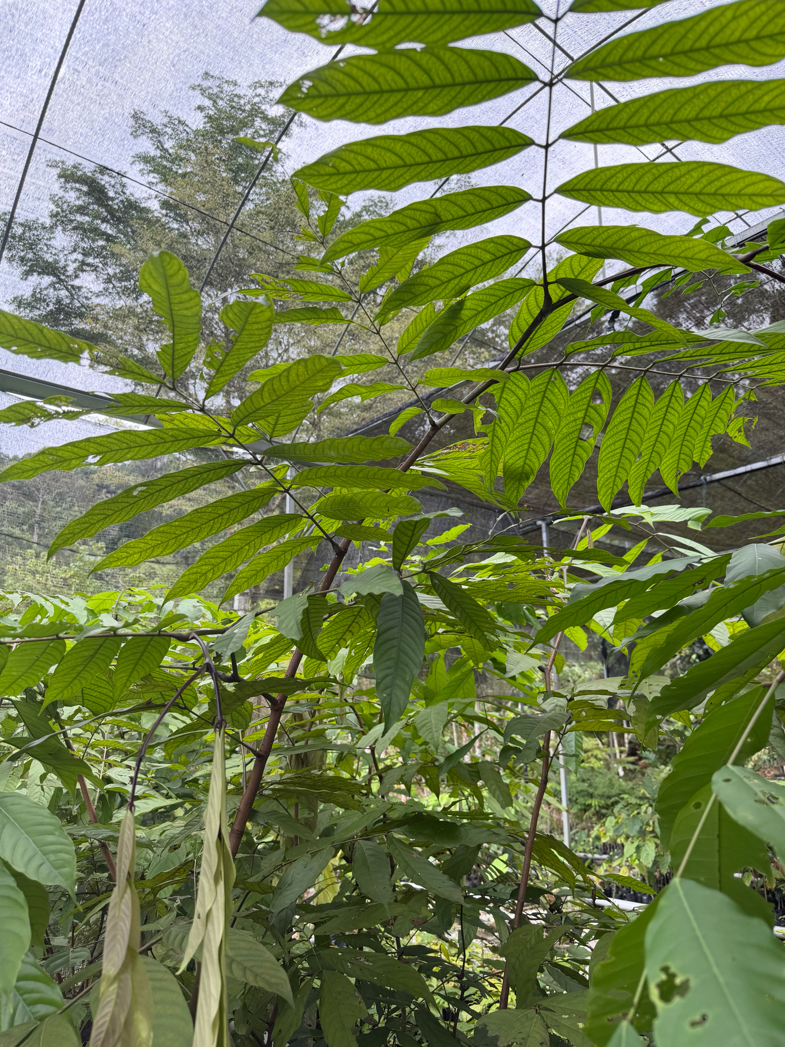 Red Saraca (Saraca cauliflora)