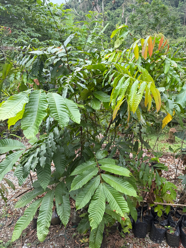Fijian longan (Pometia pinnata)