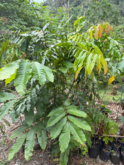 Kasai (Pometia pinnata)
