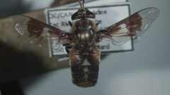 Chrysops excitans