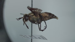 Chrysops excitans
