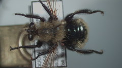 Laphria posticata