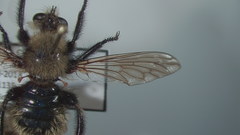 Laphria posticata