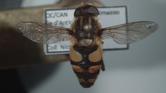 Helophilus obscurus