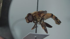 Helophilus obscurus