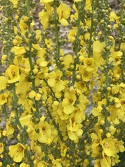 Verbascum