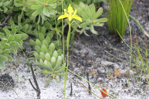 Gloaming Tulp (Moraea neglecta)