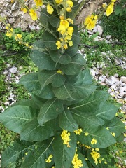 Verbascum