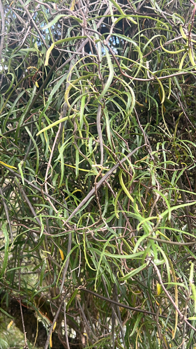 New Zealand jasmine (Parsonsia capsularis)