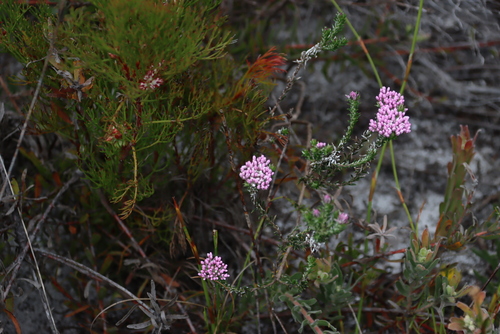 Pink Blombush (Metalasia erubescens)