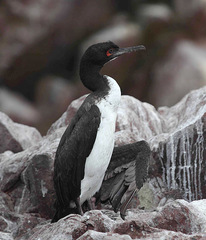 Leucocarbo bougainvillii