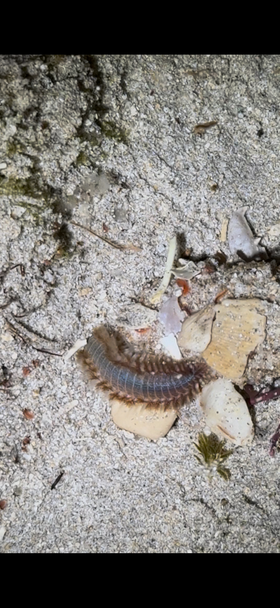 Eurythoe complanata (Pallas, 1766)