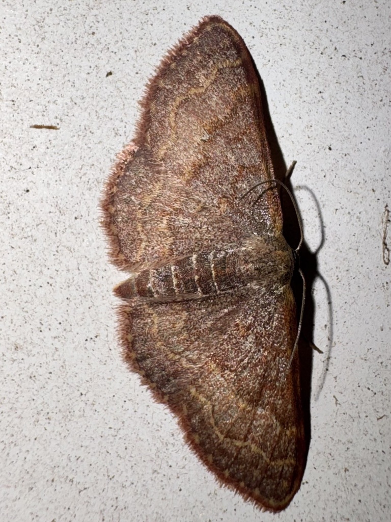 Pannaria Wave from Pecan Dr, Brazoria, TX, US on February 18, 2026 at ...