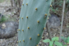 Opuntia wilcoxii