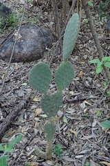 Opuntia wilcoxii