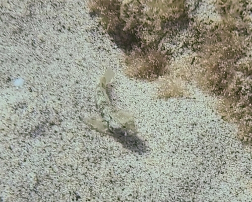 Gobius niger