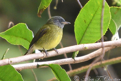 Mionectes striaticollis