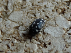 Paranovelsis punctatus