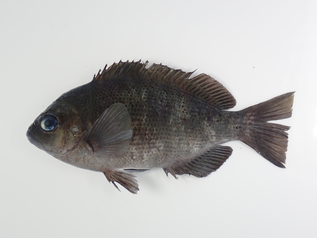 Largescale blackfish (Girella punctata) — Kyphosidae