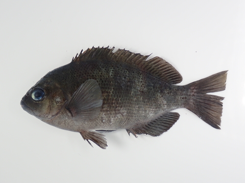 Largescale blackfish (Girella punctata) — Kyphosidae