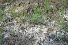 Astragalus ucrainicus