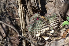 Mammillaria sonorensis