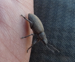 Brachyderes incanus