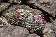 Mammillaria sonorensis