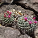 Mammillaria sonorensis - Photo (c) Mark Dorriesfield,  זכויות יוצרים חלקיות (CC BY-NC), הועלה על ידי Mark Dorriesfield