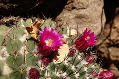 Mammillaria sonorensis