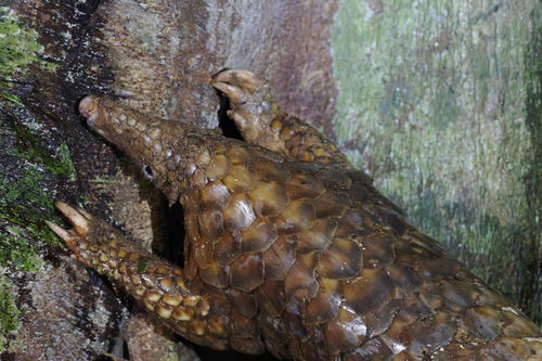 マレーセンザンコウ