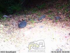 Lynx rufus escuinapae