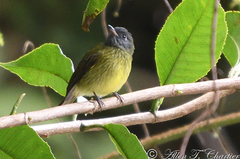 Mionectes striaticollis