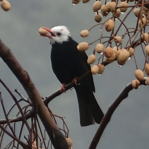 Black Bulbul