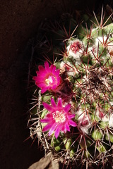 Mammillaria sonorensis