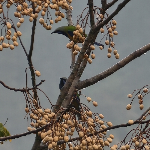 Orange-bellied Leafbird