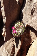 Mammillaria sonorensis