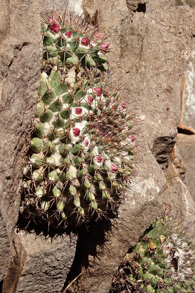 Mammillaria sonorensis  iNaturalist