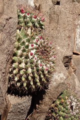 Mammillaria sonorensis