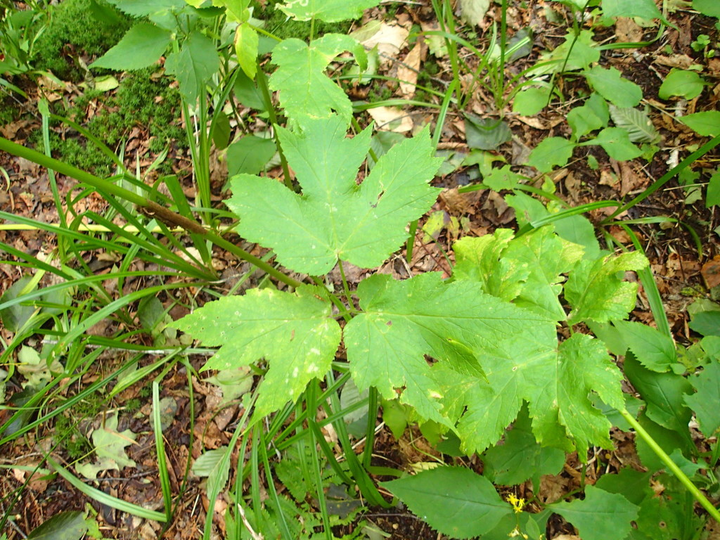 common cowparsnip from Sight Point, NS B0E 1X0, Canada on September 18 ...