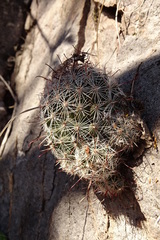 Mammillaria sheldonii