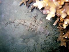 Cymbacephalus nematophthalmus