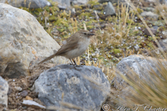 Asthenes humilis