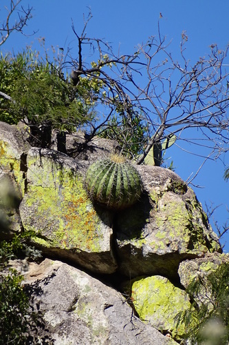 Parrycactus alamosanus