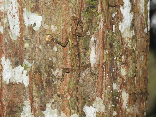 Two-spotted Flying Lizard, Draco bimaculatus
