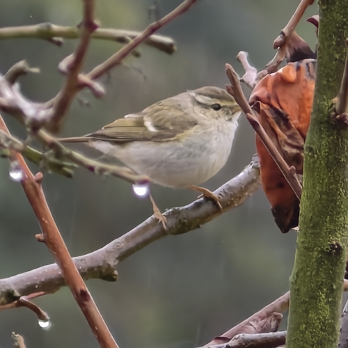 Yellow-browed Warbler